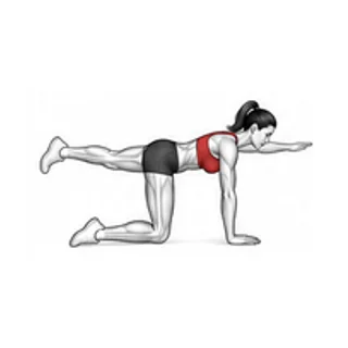 Bird dog elbow-to-knee movement illustration